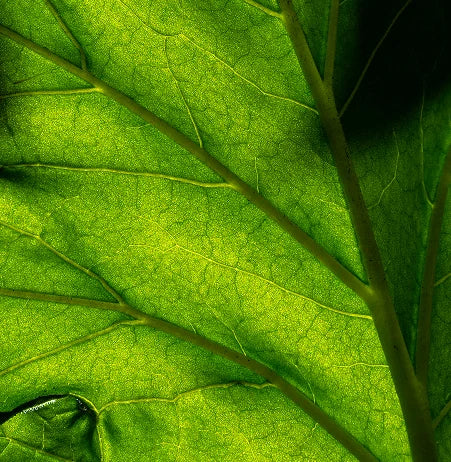 EGCG + Resveratrol + Baicalin – Triple Power for Clear Skin